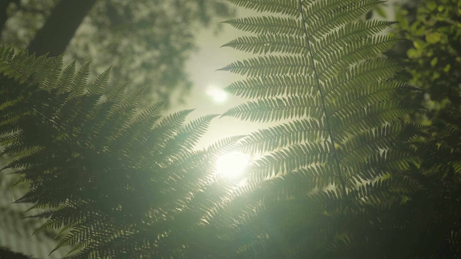 Native New Zealand forest